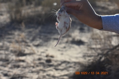 Onychomys leucogaster