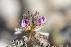 Dalea mollis