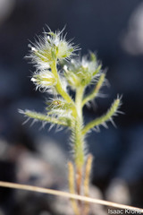 Johnstonella