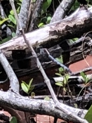 Erythrodiplax umbrata