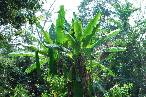 Cavendish banana