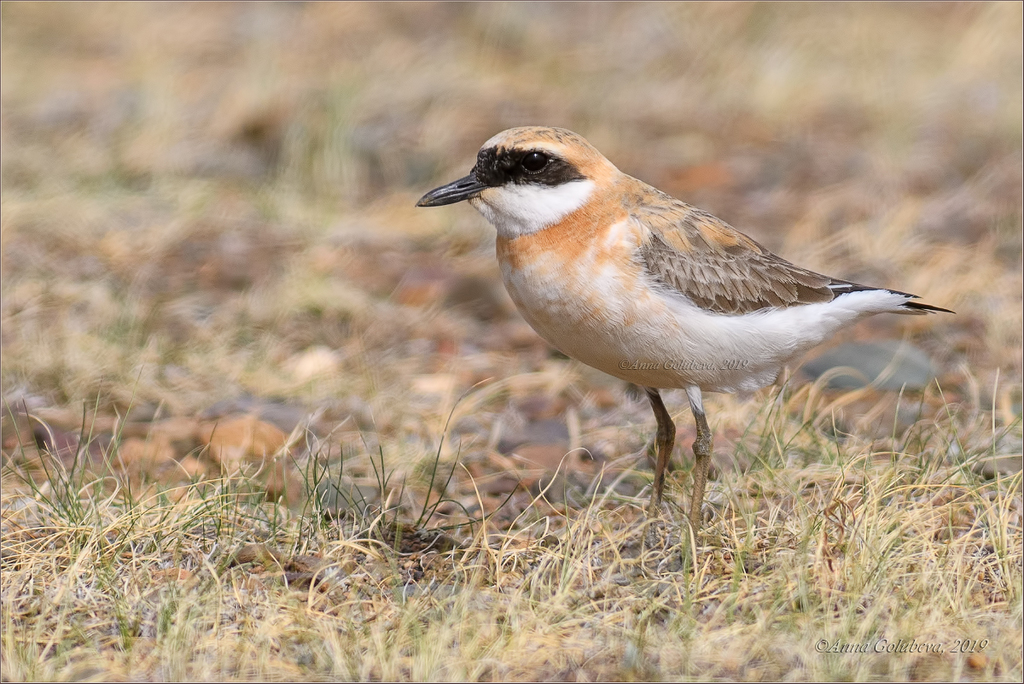 Greater Sand-Plover (Anarhynchus leschenaultii) photo