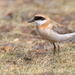 Greater Sand-Plover - Photo (c) Анна Голубева, some rights reserved (CC BY-NC-ND), uploaded by Анна Голубева