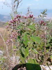 Vernonanthura oaxacana