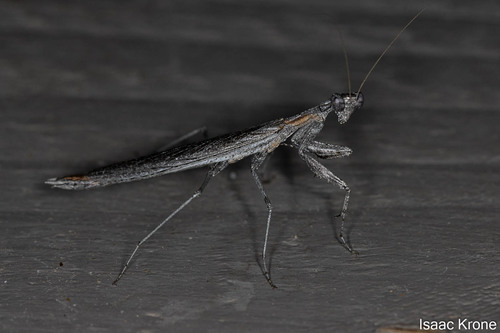 Obscure Ground Mantis photo 4