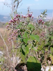 Vernonanthura oaxacana