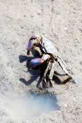 Macrophthalmus