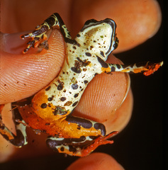 Atelopus spumarius