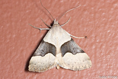 Hemeroplanis incusalis