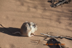 Onychomys leucogaster