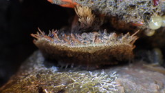 Placiphorella velata