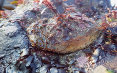 Placiphorella velata