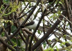 Fluvicola albiventer