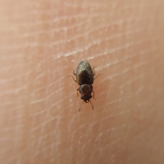Heterhelus