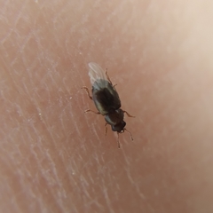 Heterhelus