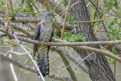 Oriental Cuckoo, Онгудайский р-н, Респ. Алтай, Россия, photo 6 of 10