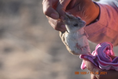 Onychomys leucogaster