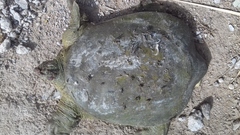Rafetus euphraticus