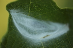 Choreutis nemorana