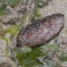 Smooth Sea Cucumber - Photo (c) budak, some rights reserved (CC BY-NC), uploaded by budak