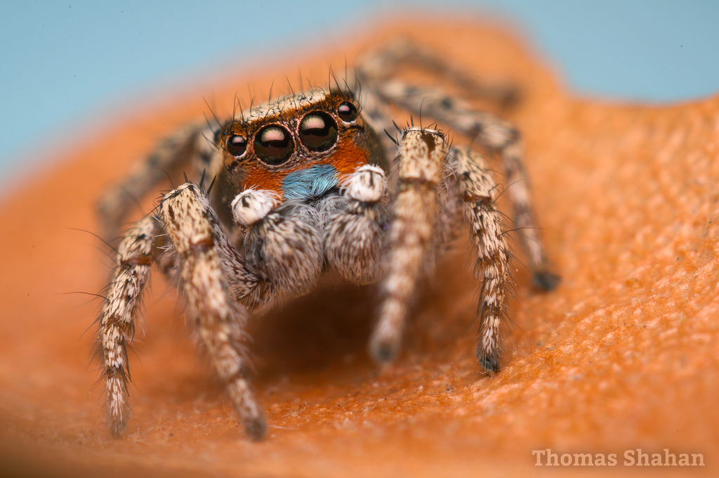 Habronattus luminosus