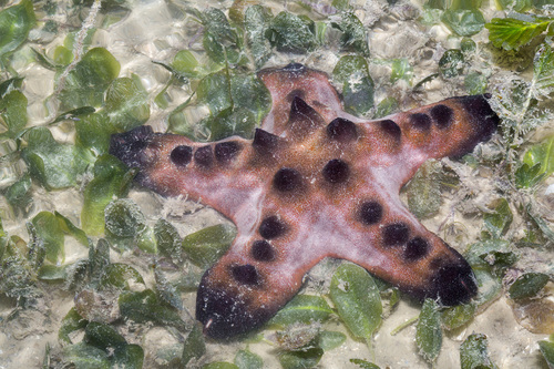 Chocolate Chip Sea Star, photo 7 of 7