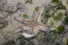 Astropecten indicus