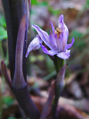 Limodorum trabutianum