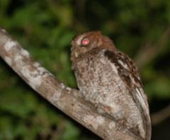 Megascops guatemalae