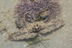 Rhinolambrus pelagicus