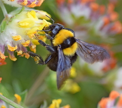 Bombus argillaceus