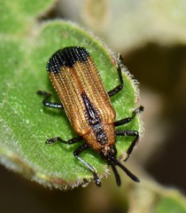 Pentispa melanura