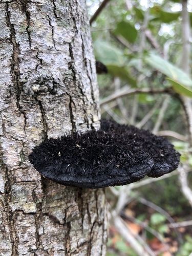 Hairy Hexagonia (Hexagonia hydnoides)