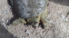 Rafetus euphraticus