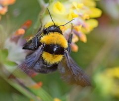 Bombus argillaceus