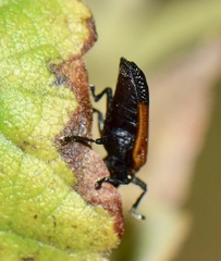 Pentispa melanura