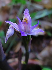 Limodorum trabutianum