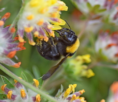 Bombus argillaceus
