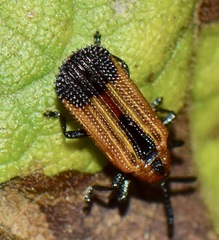 Pentispa melanura