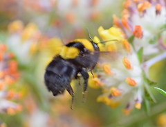 Bombus argillaceus