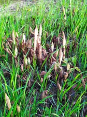 Equisetum telmateia telmateia