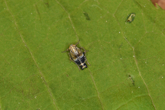 Dicranotropis hamata