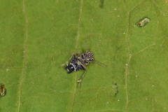 Dicranotropis hamata