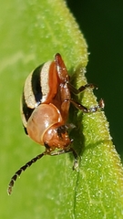 Disonycha leptolineata
