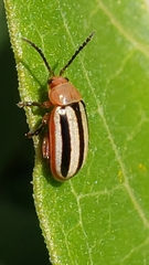 Disonycha leptolineata