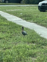 Plegadis falcinellus