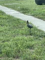 Plegadis falcinellus