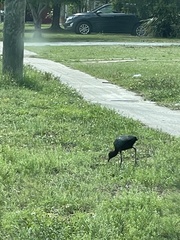 Plegadis falcinellus