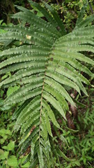 Blechnum capense