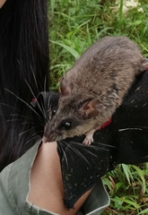 Peromyscus mexicanus